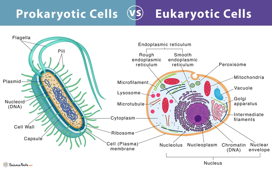 Comparative diagram of prokaryotic and eukaryotic cell structure
